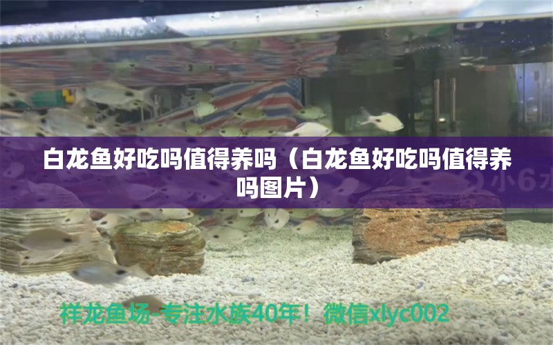 白龍魚好吃嗎值得養(yǎng)嗎（白龍魚好吃嗎值得養(yǎng)嗎圖片） 量子養(yǎng)魚技術(shù)