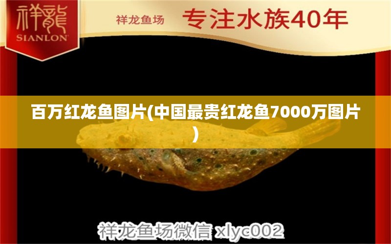 百萬紅龍魚圖片(中國最貴紅龍魚7000萬圖片)