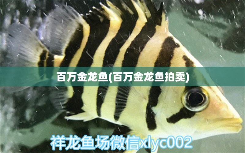 百萬金龍魚(百萬金龍魚拍賣) 過背金龍魚