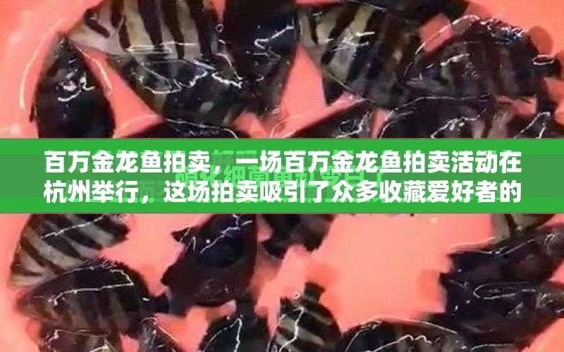 百萬金龍魚拍賣，一場百萬金龍魚拍賣活動在杭州舉行，這場拍賣吸引了眾多收藏愛好者的關(guān)注 水族問答 第1張