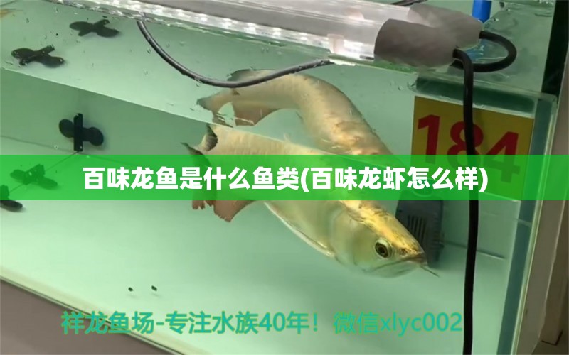 百味龍魚是什么魚類(百味龍蝦怎么樣) 水族燈（魚缸燈）