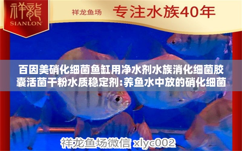 百因美硝化細(xì)菌魚缸用凈水劑水族消化細(xì)菌膠囊活菌干粉水質(zhì)穩(wěn)定劑:養(yǎng)魚水中放的硝化細(xì)菌 硝化細(xì)菌 第2張