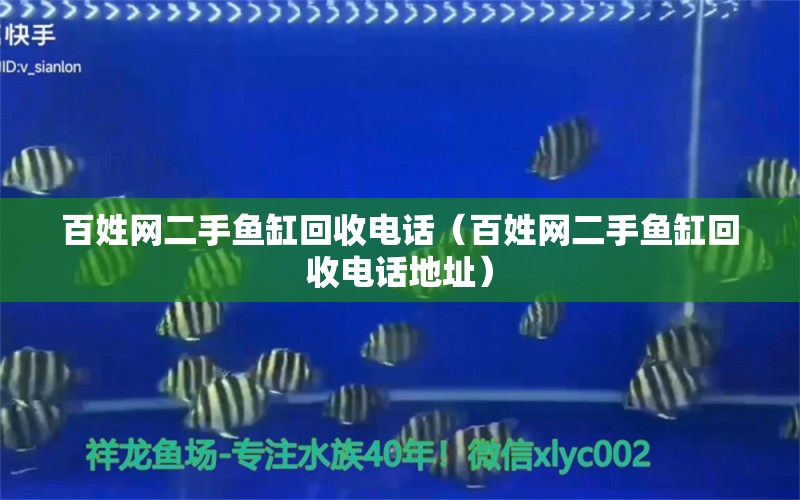 百姓網(wǎng)二手魚缸回收電話（百姓網(wǎng)二手魚缸回收電話地址） 成吉思汗鯊（球鯊）魚