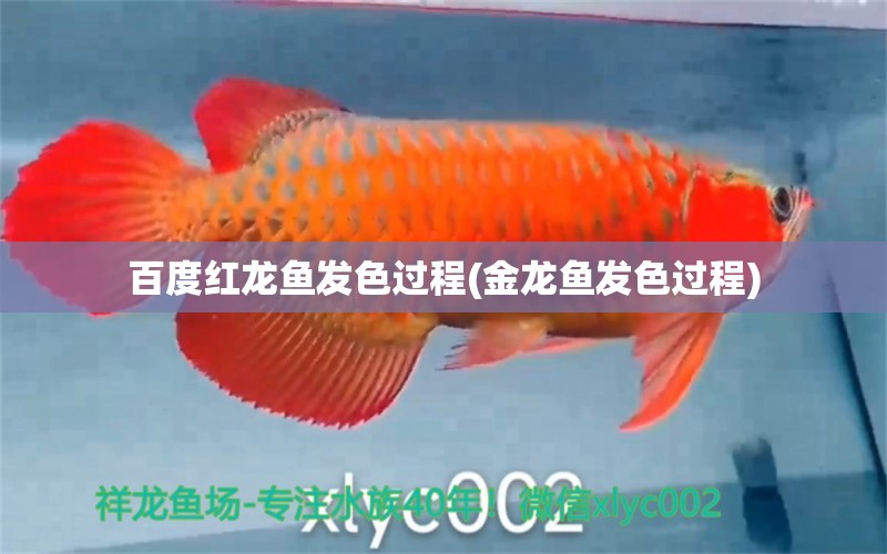 百度紅龍魚發(fā)色過程(金龍魚發(fā)色過程) 白子球鯊魚