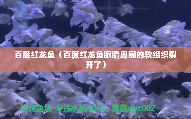 百度紅龍魚（百度紅龍魚眼睛周圍的軟組織裂開了）