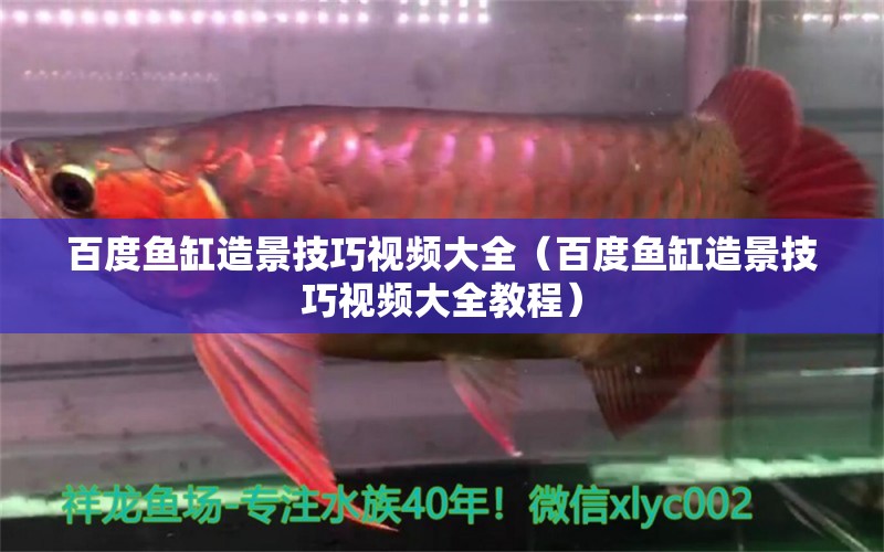 百度魚缸造景技巧視頻大全（百度魚缸造景技巧視頻大全教程） 杰西卡恐龍魚