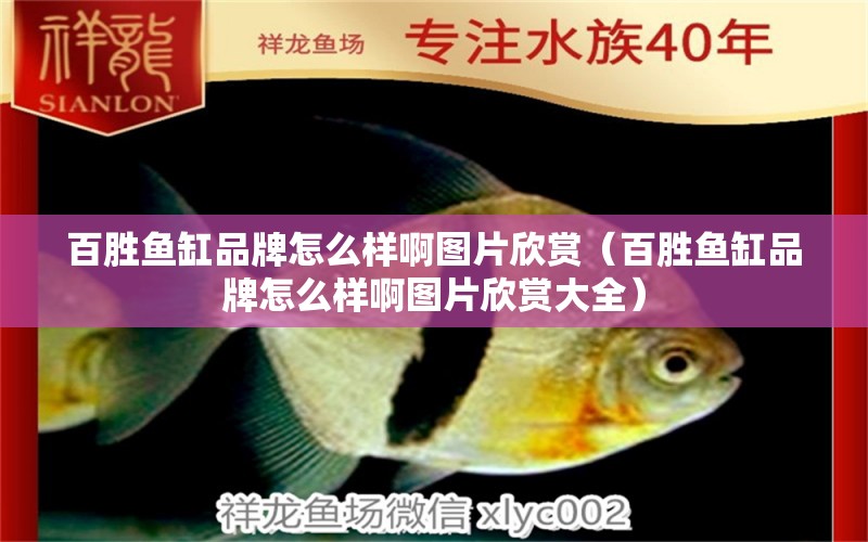 百勝魚缸品牌怎么樣啊圖片欣賞（百勝魚缸品牌怎么樣啊圖片欣賞大全）