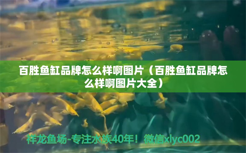 百勝魚缸品牌怎么樣啊圖片（百勝魚缸品牌怎么樣啊圖片大全）