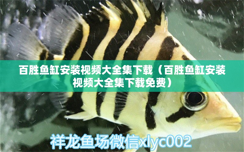 百勝魚缸安裝視頻大全集下載（百勝魚缸安裝視頻大全集下載免費）