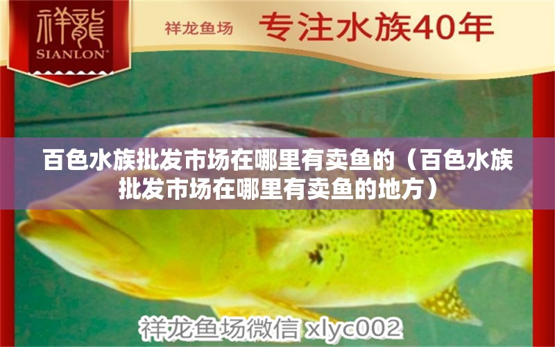 百色水族批發(fā)市場(chǎng)在哪里有賣魚的（百色水族批發(fā)市場(chǎng)在哪里有賣魚的地方）