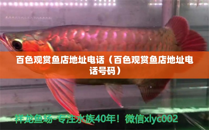 百色觀賞魚店地址電話（百色觀賞魚店地址電話號碼） 錦鯉魚