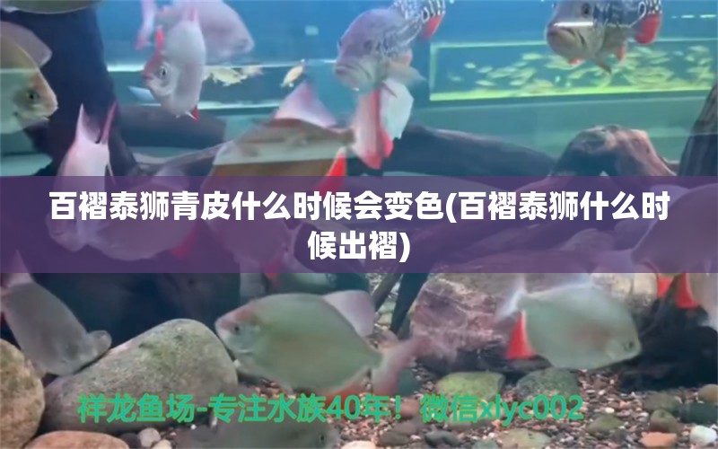 百褶泰獅青皮什么時候會變色(百褶泰獅什么時候出褶) 南美異形觀賞魚