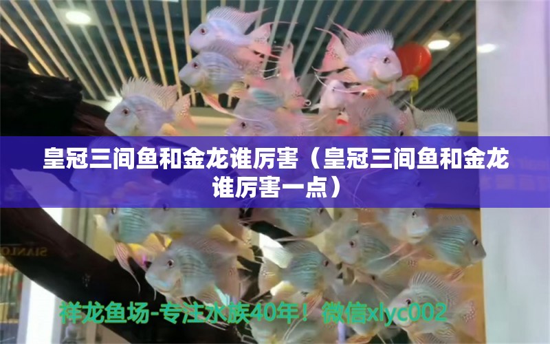 皇冠三間魚和金龍誰厲害（皇冠三間魚和金龍誰厲害一點(diǎn)） 廣州龍魚批發(fā)市場