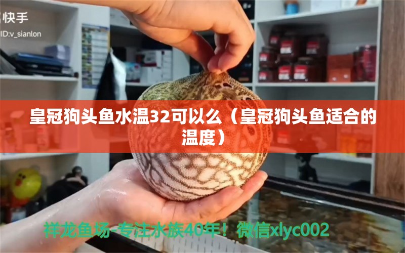 皇冠狗頭魚水溫32可以么（皇冠狗頭魚適合的溫度）