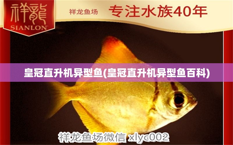 皇冠直升機(jī)異型魚(皇冠直升機(jī)異型魚百科) 泰國(guó)虎魚（泰虎）