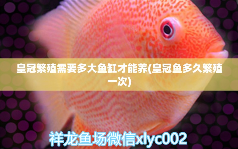 皇冠繁殖需要多大魚(yú)缸才能養(yǎng)(皇冠魚(yú)多久繁殖一次) 龍魚(yú)專(zhuān)用燈