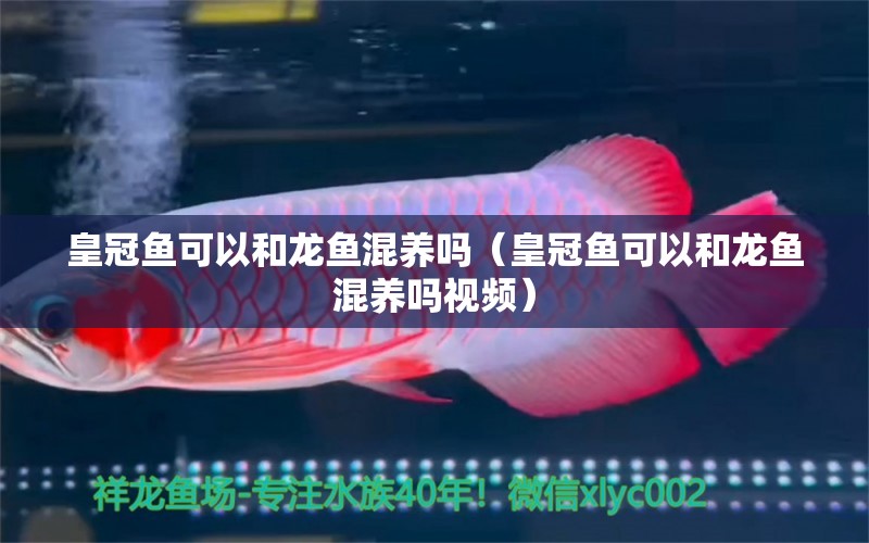 皇冠魚(yú)可以和龍魚(yú)混養(yǎng)嗎（皇冠魚(yú)可以和龍魚(yú)混養(yǎng)嗎視頻）