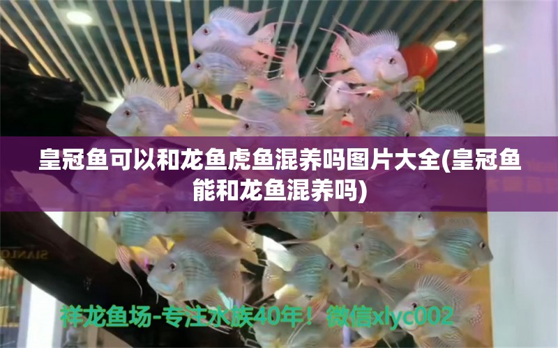 皇冠魚可以和龍魚虎魚混養(yǎng)嗎圖片大全(皇冠魚能和龍魚混養(yǎng)嗎) 虎魚百科