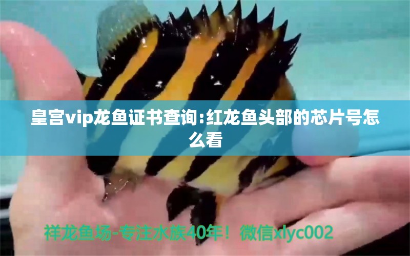 皇宮vip龍魚證書查詢:紅龍魚頭部的芯片號怎么看 水族品牌