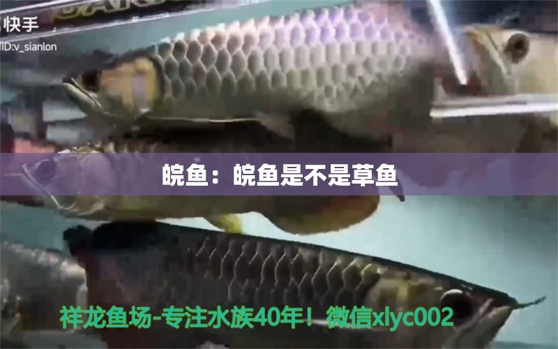 皖魚：皖魚是不是草魚