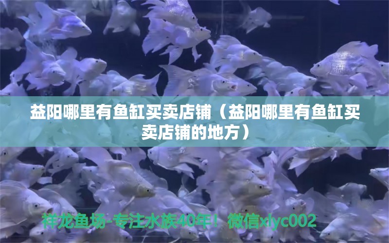 益陽哪里有魚缸買賣店鋪（益陽哪里有魚缸買賣店鋪的地方）