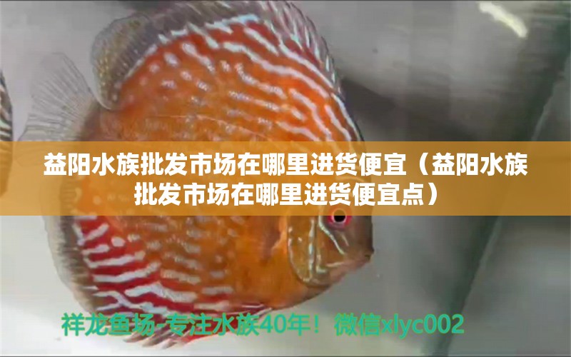 益陽水族批發(fā)市場在哪里進貨便宜（益陽水族批發(fā)市場在哪里進貨便宜點） 觀賞魚水族批發(fā)市場