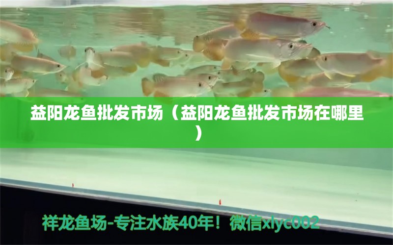 益陽龍魚批發(fā)市場（益陽龍魚批發(fā)市場在哪里） 龍魚批發(fā)