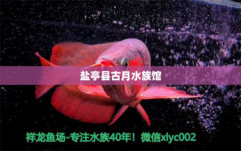 鹽亭縣古月水族館 全國水族館企業(yè)名錄