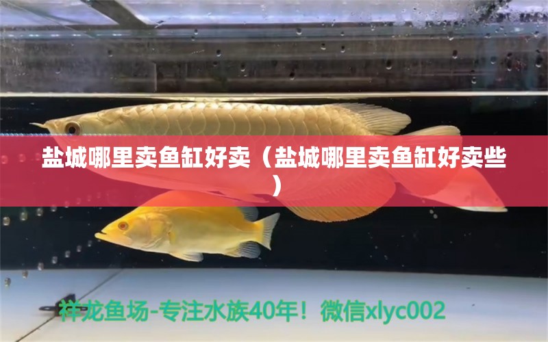 鹽城哪里賣(mài)魚(yú)缸好賣(mài)（鹽城哪里賣(mài)魚(yú)缸好賣(mài)些） 帝王迷宮魚(yú)