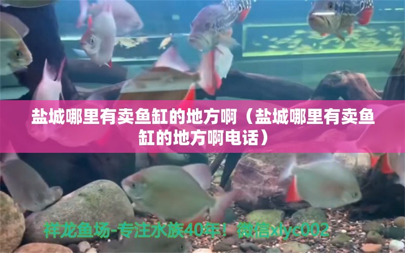 鹽城哪里有賣魚缸的地方啊（鹽城哪里有賣魚缸的地方啊電話）