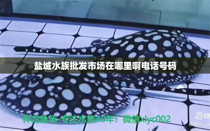 鹽城水族批發(fā)市場在哪里啊電話號碼