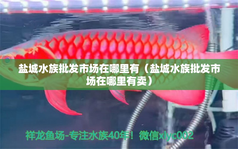 鹽城水族批發(fā)市場在哪里有（鹽城水族批發(fā)市場在哪里有賣） 觀賞魚水族批發(fā)市場