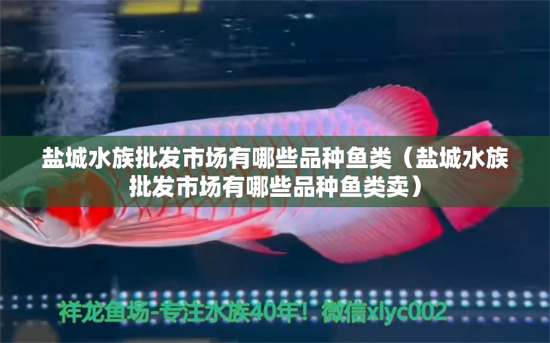 鹽城水族批發(fā)市場有哪些品種魚類（鹽城水族批發(fā)市場有哪些品種魚類賣） 觀賞魚水族批發(fā)市場