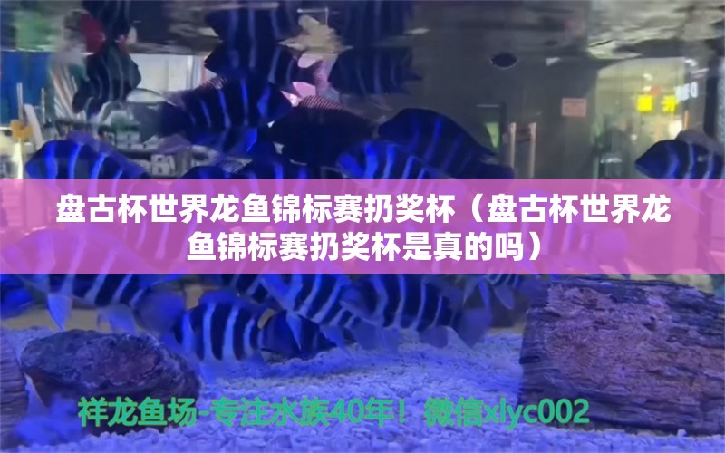 盤古杯世界龍魚錦標賽扔獎杯（盤古杯世界龍魚錦標賽扔獎杯是真的嗎） 白子球鯊魚