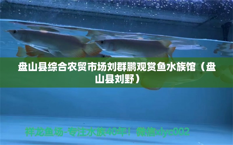 盤山縣綜合農(nóng)貿(mào)市場劉群鵬觀賞魚水族館（盤山縣劉野）