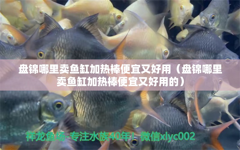 盤錦哪里賣魚缸加熱棒便宜又好用（盤錦哪里賣魚缸加熱棒便宜又好用的）