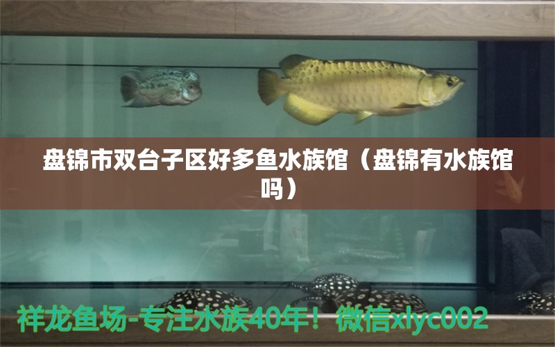 盤錦市雙臺子區(qū)好多魚水族館（盤錦有水族館嗎）