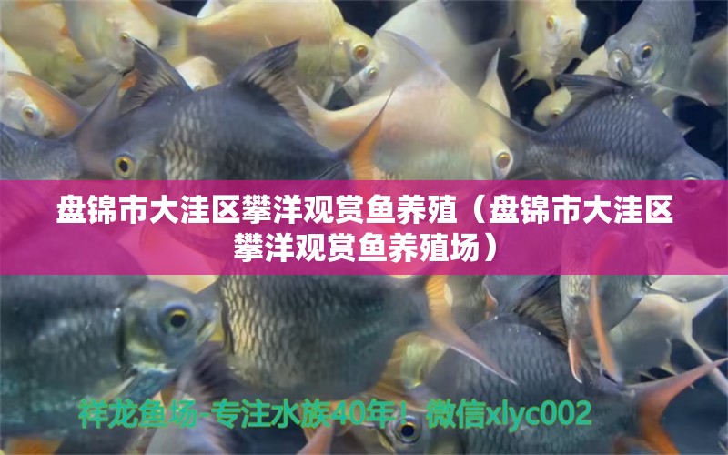 盤錦市大洼區(qū)攀洋觀賞魚養(yǎng)殖（盤錦市大洼區(qū)攀洋觀賞魚養(yǎng)殖場）