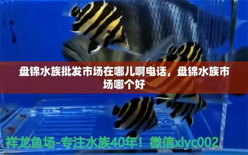 盤錦水族批發(fā)市場在哪兒啊電話，盤錦水族市場哪個好 觀賞魚水族批發(fā)市場