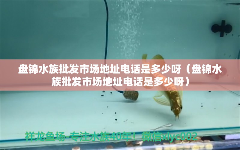 盤錦水族批發(fā)市場地址電話是多少呀（盤錦水族批發(fā)市場地址電話是多少呀） 觀賞魚水族批發(fā)市場