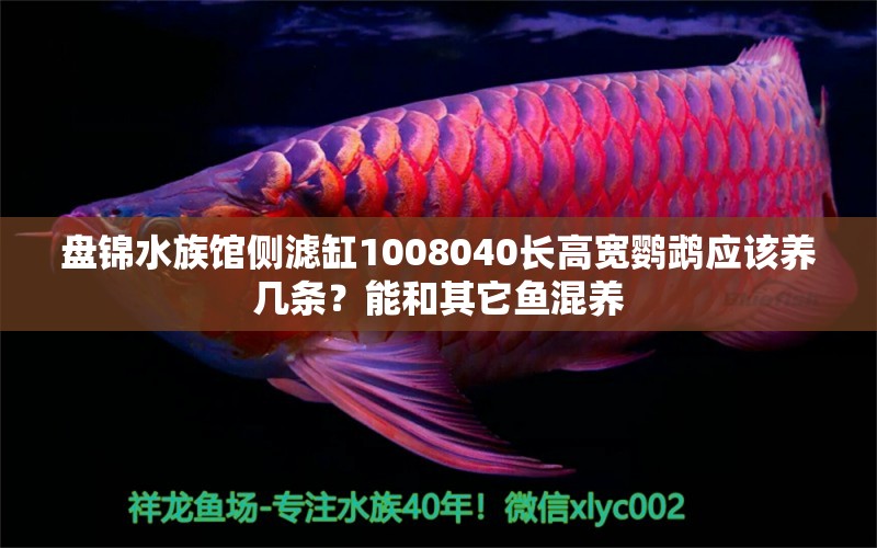 盤錦水族館側(cè)濾缸1008040長高寬鸚鵡應(yīng)該養(yǎng)幾條？能和其它魚混養(yǎng) 鸚鵡魚 第2張