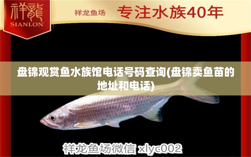 盤(pán)錦觀賞魚(yú)水族館電話號(hào)碼查詢(盤(pán)錦賣(mài)魚(yú)苗的地址和電話) 委內(nèi)瑞拉奧里諾三間魚(yú)苗