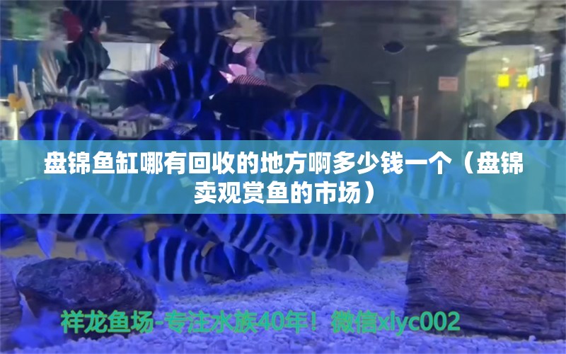 盤錦魚缸哪有回收的地方啊多少錢一個（盤錦賣觀賞魚的市場）