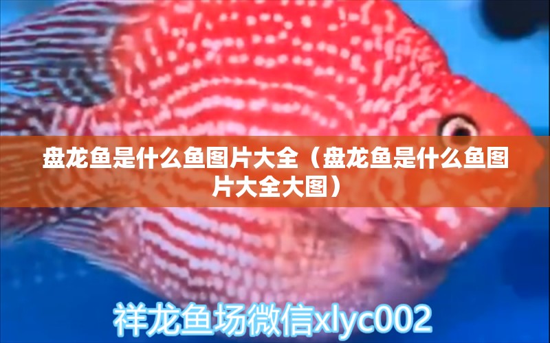 盤龍魚是什么魚圖片大全（盤龍魚是什么魚圖片大全大圖） 廣州龍魚批發(fā)市場