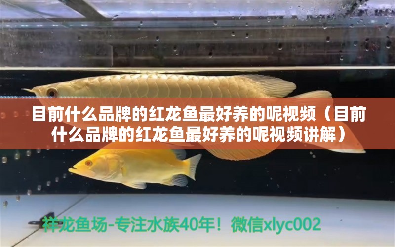 目前什么品牌的紅龍魚(yú)最好養(yǎng)的呢視頻（目前什么品牌的紅龍魚(yú)最好養(yǎng)的呢視頻講解） 廣州龍魚(yú)批發(fā)市場(chǎng)