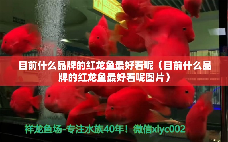 目前什么品牌的紅龍魚最好看呢（目前什么品牌的紅龍魚最好看呢圖片） 廣州龍魚批發(fā)市場