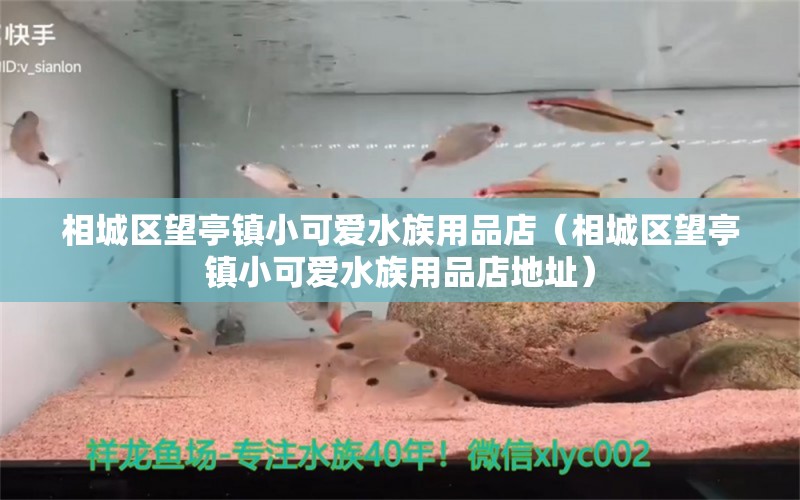 相城區(qū)望亭鎮(zhèn)小可愛(ài)水族用品店（相城區(qū)望亭鎮(zhèn)小可愛(ài)水族用品店地址） 水族用品