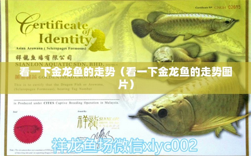 看一下金龍魚的走勢(shì)（看一下金龍魚的走勢(shì)圖片） 印尼三紋虎