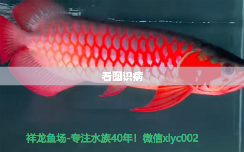 看圖識(shí)病 龍魚疾病與治療