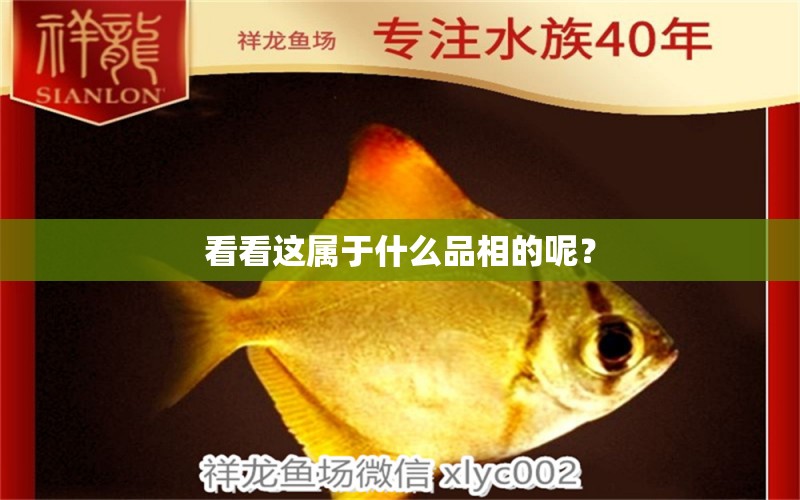 看看這屬于什么品相的呢？ 金龍魚(yú)糧